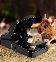 Mouse trap